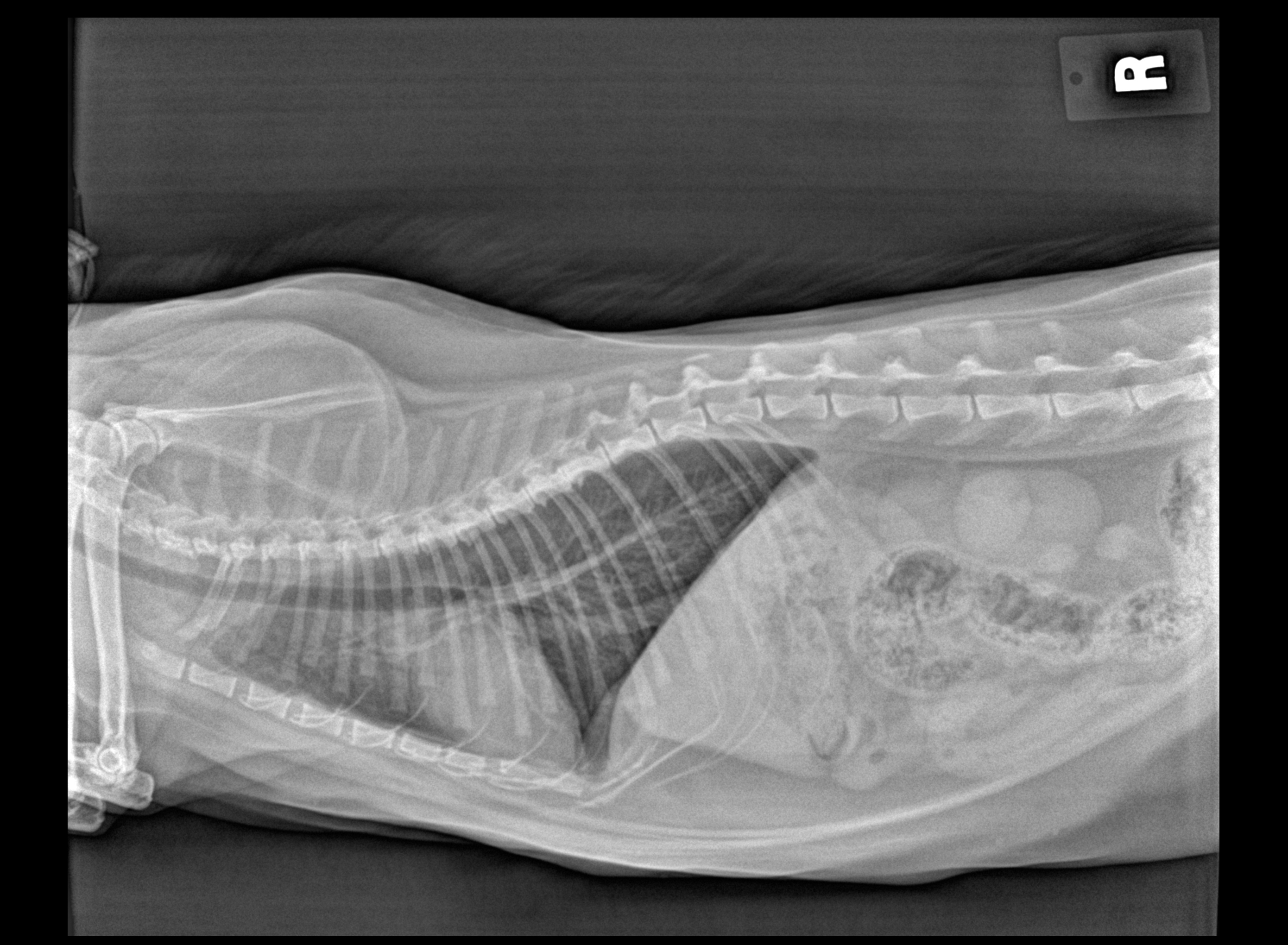 Feline Chest and Abdomen (digital X-RAY)